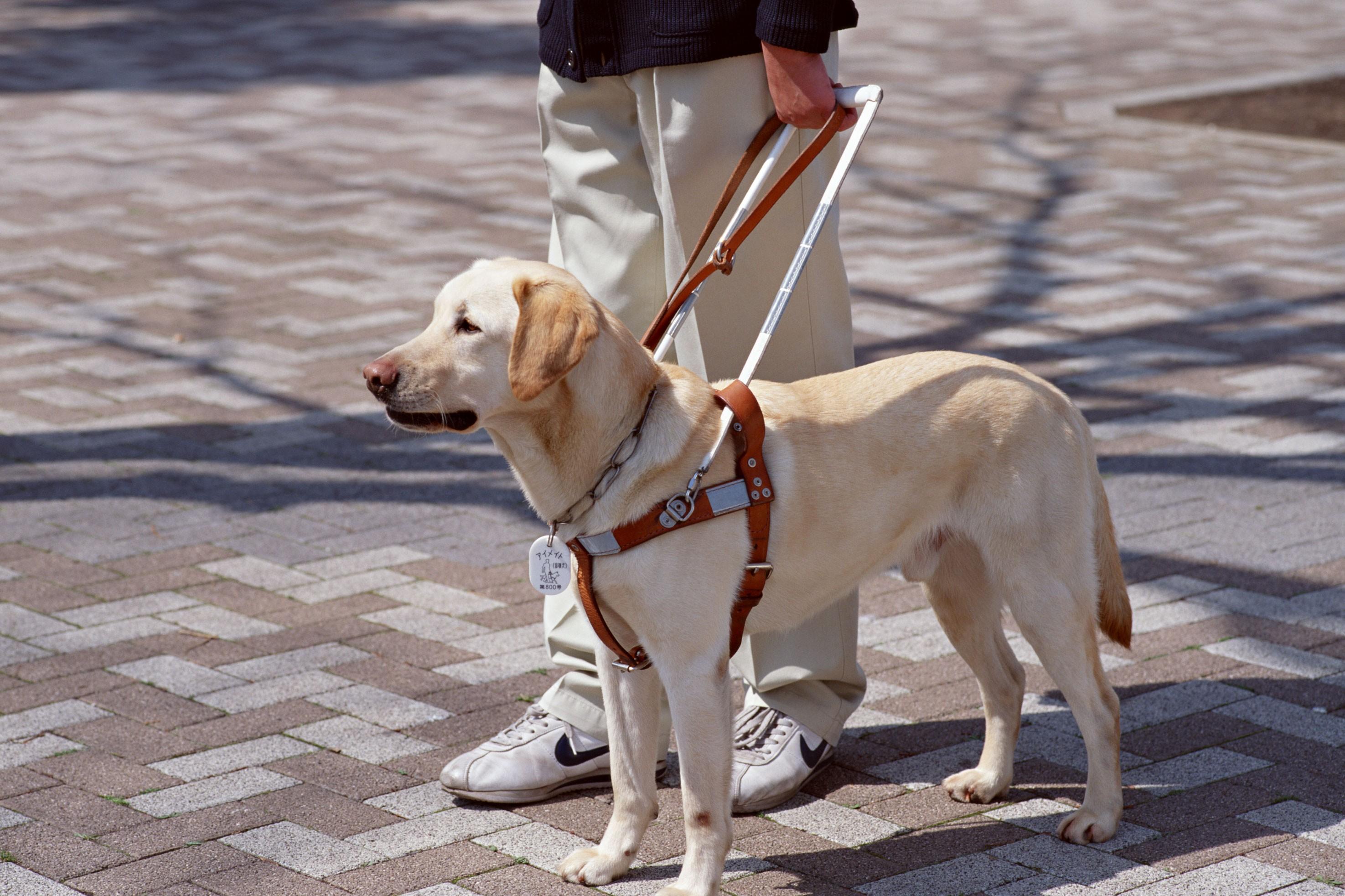 cane guida